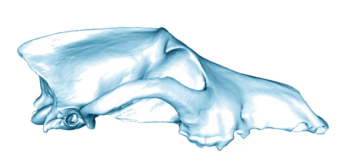 Changes in skull between dog and wolf, illustrating the profound morphological difference driven by human societies since the beginning of the Holocene. Changes in skull between dog and wolf, illustrating the profound morphological difference driven by human societies since the beginning of the Holocene.